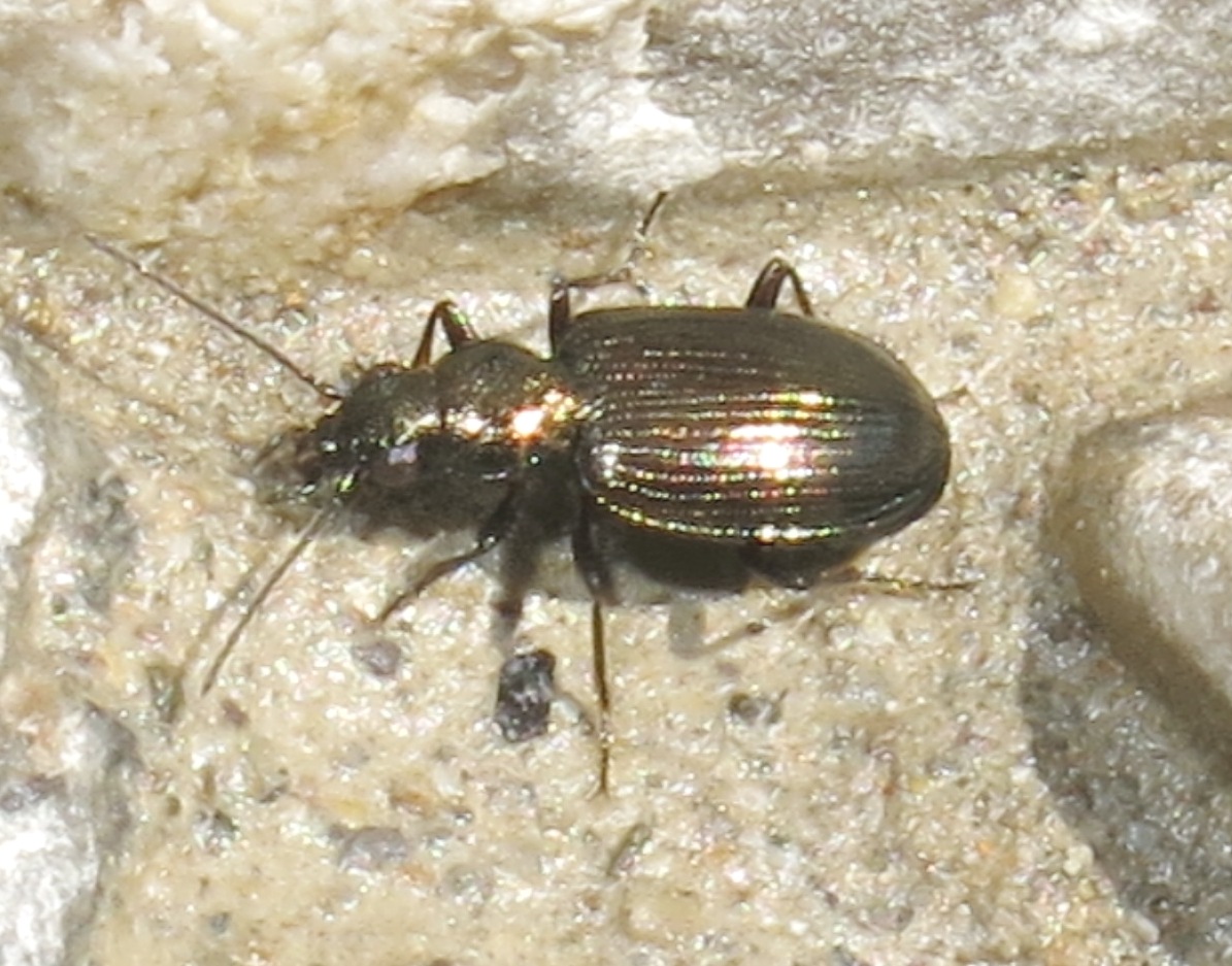 Bembidion (Princidium) punctulatum