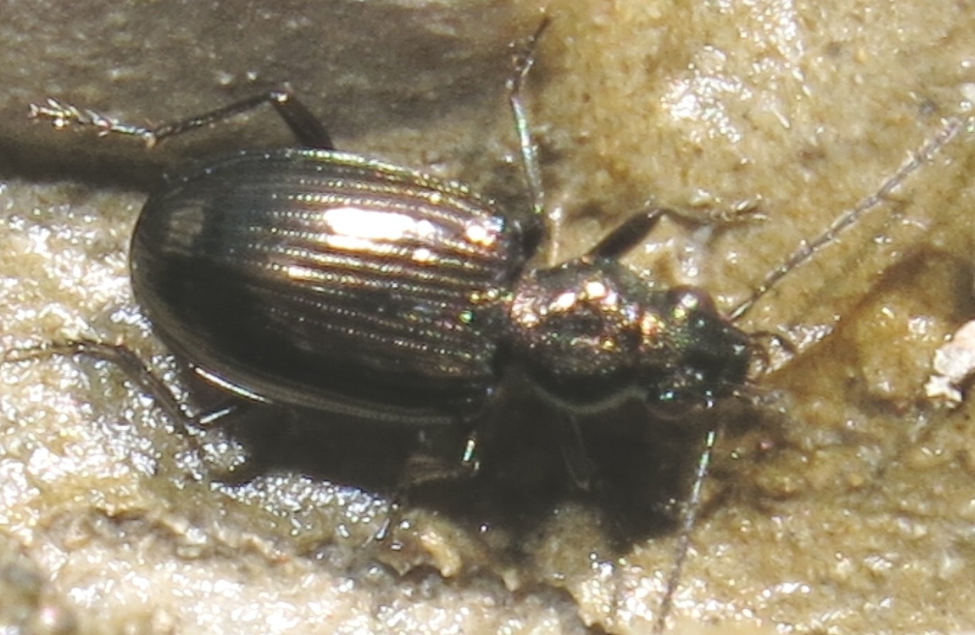 Bembidion (Princidium) punctulatum