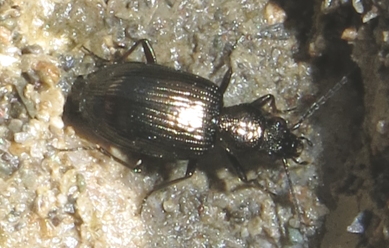 Bembidion (Princidium) punctulatum