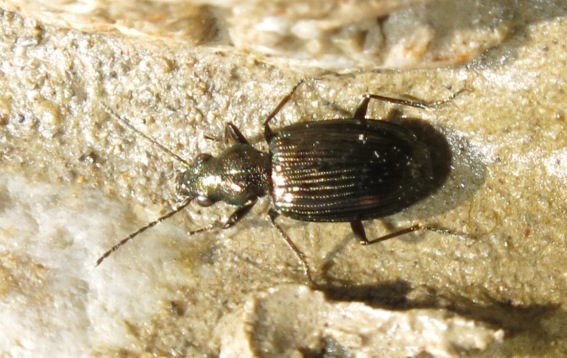 Bembidion (Princidium) punctulatum