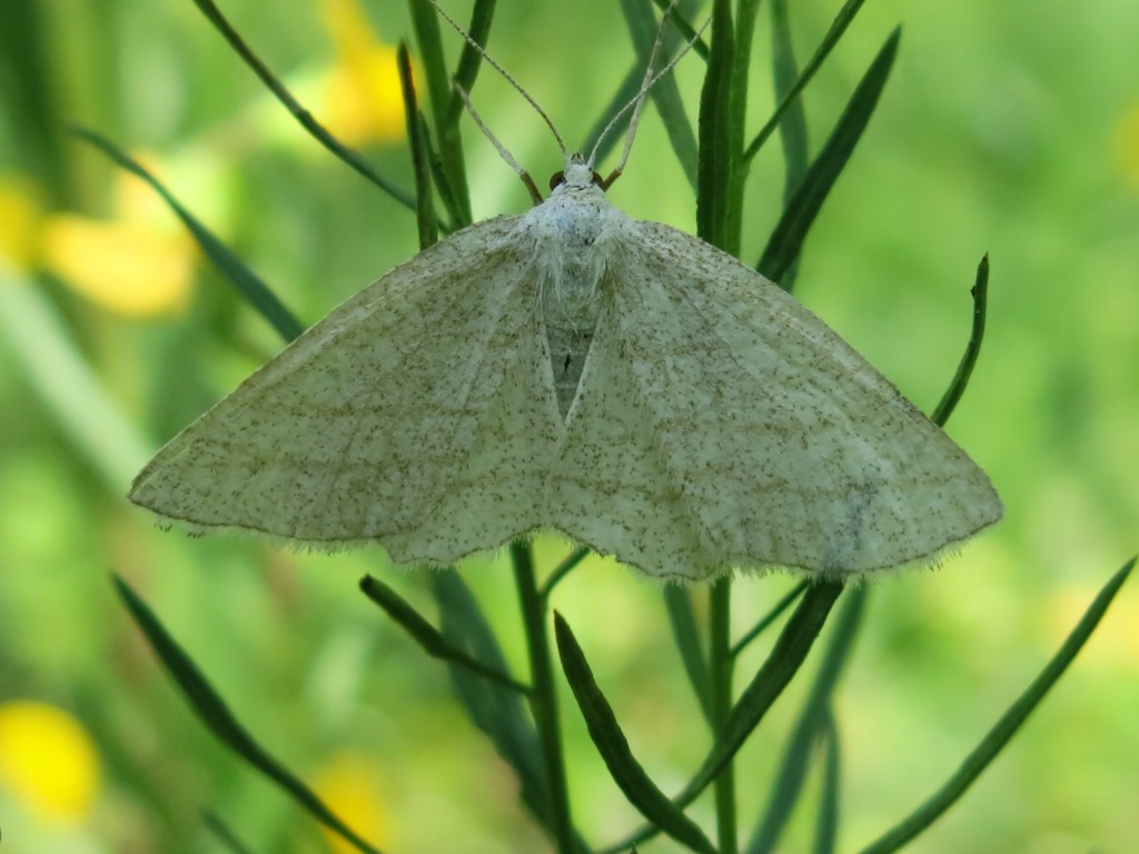 geometride da identificare