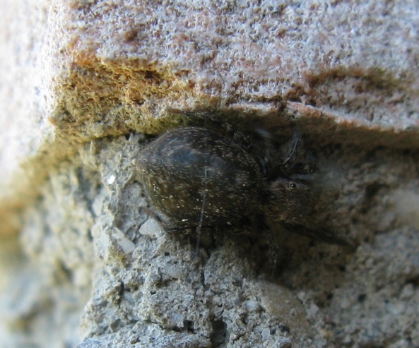 Euophrys rufibarbis - Acquapendente (VT)