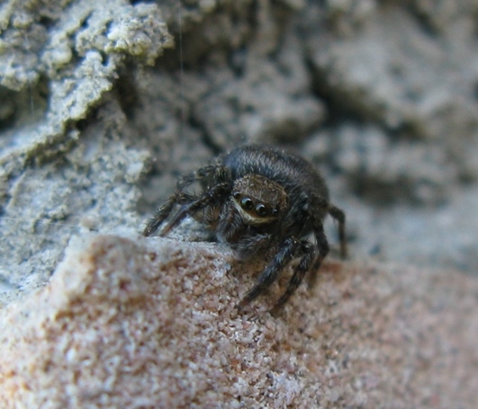 Euophrys rufibarbis - Acquapendente (VT)