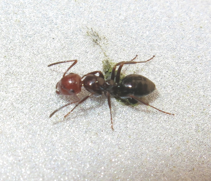 Camponotus lateralis, operaia minore