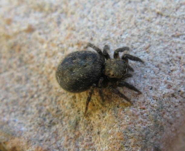 Euophrys rufibarbis - Acquapendente (VT)