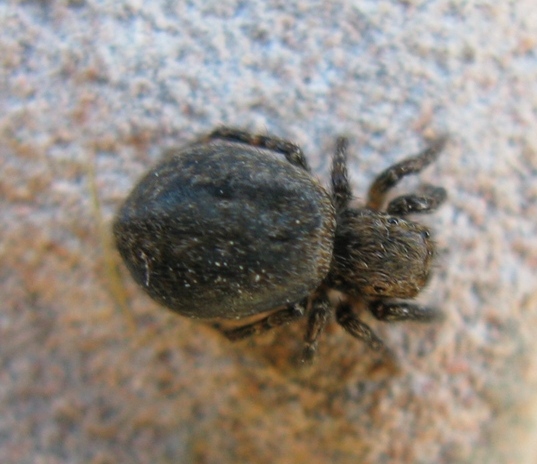 Euophrys rufibarbis - Acquapendente (VT)