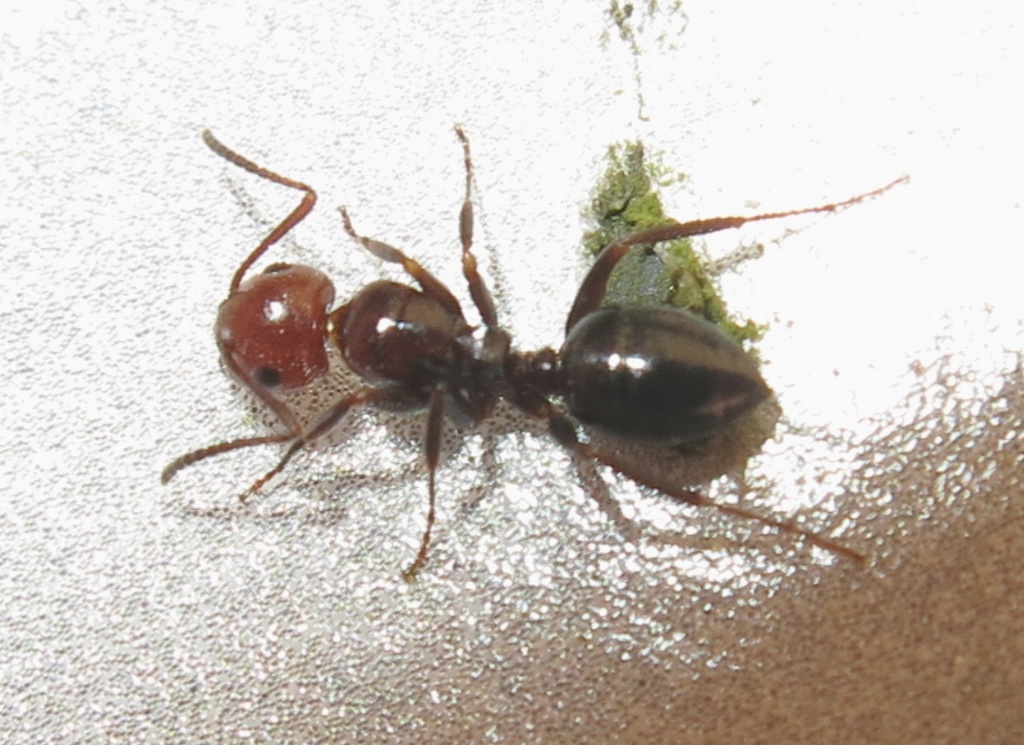 Camponotus lateralis, operaia minore