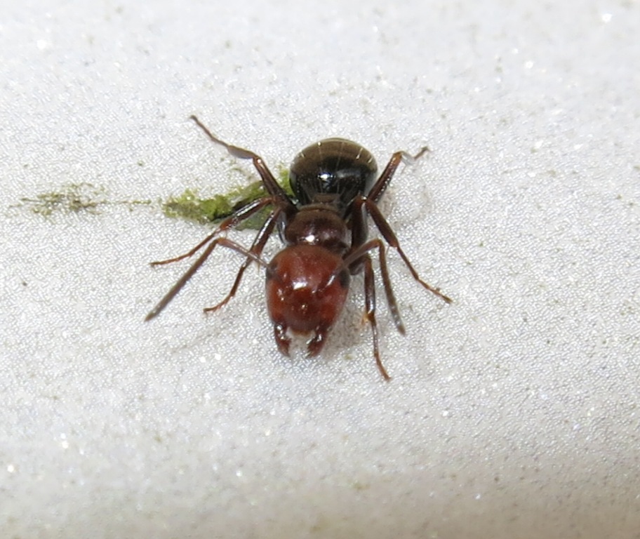 Camponotus lateralis, operaia minore