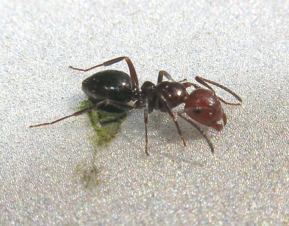 Camponotus lateralis, operaia minore