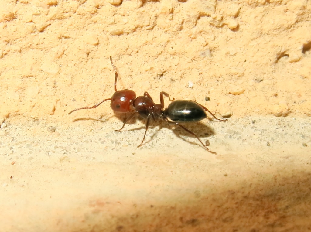 Crematogaster scutellaris?  No, operaia di Camponotus lateralis