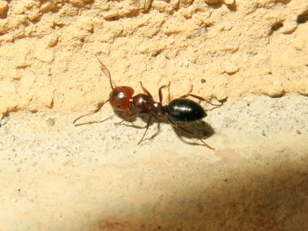 Crematogaster scutellaris?  No, operaia di Camponotus lateralis