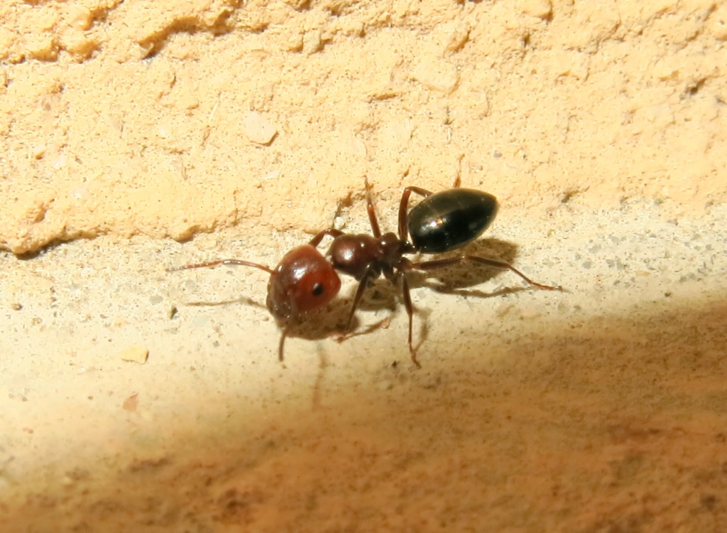 Crematogaster scutellaris?  No, operaia di Camponotus lateralis