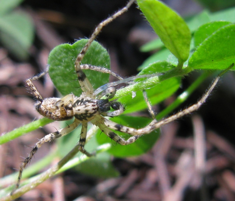 Maschio di Anyphaena sp . Acquapendente (VT)