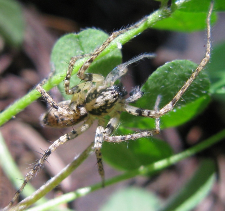 Maschio di Anyphaena sp . Acquapendente (VT)