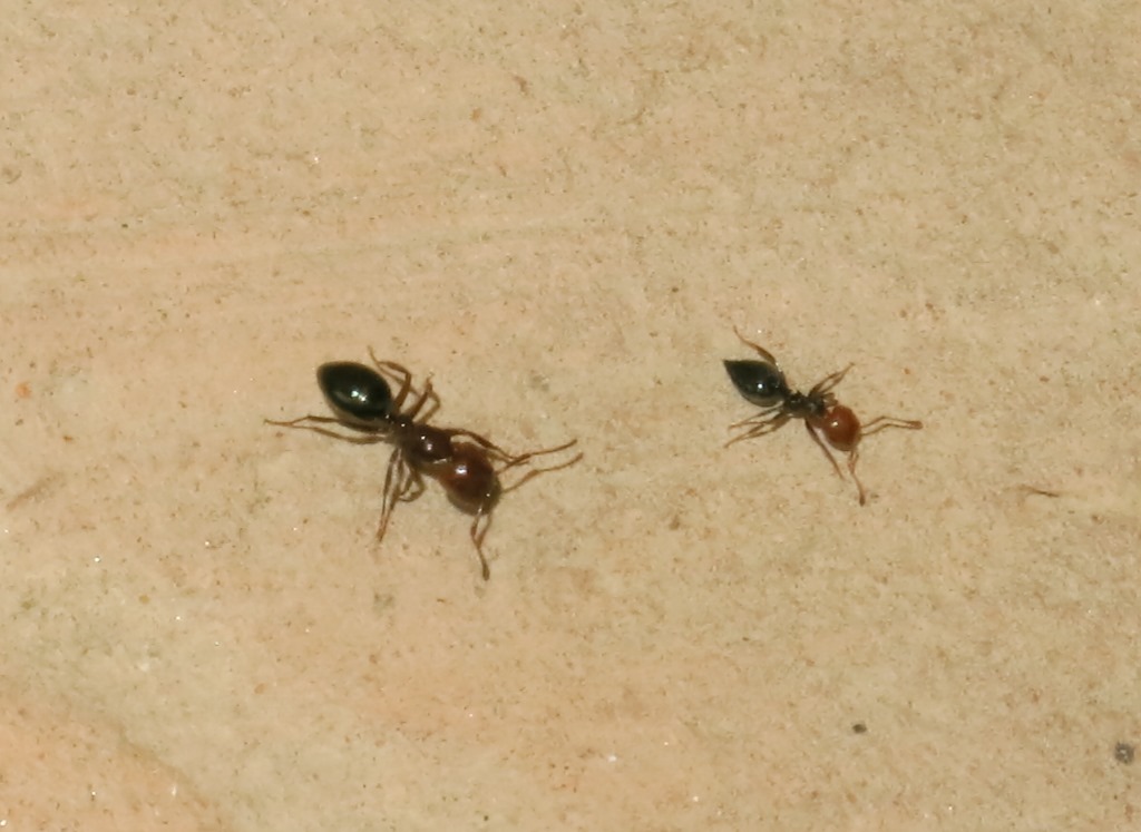 Crematogaster scutellaris?  No, operaia di Camponotus lateralis