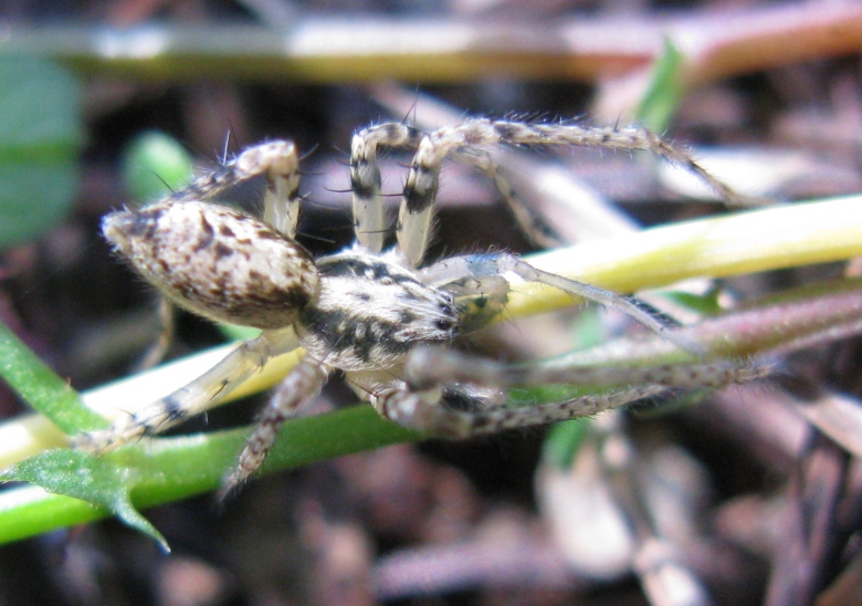 Maschio di Anyphaena sp . Acquapendente (VT)