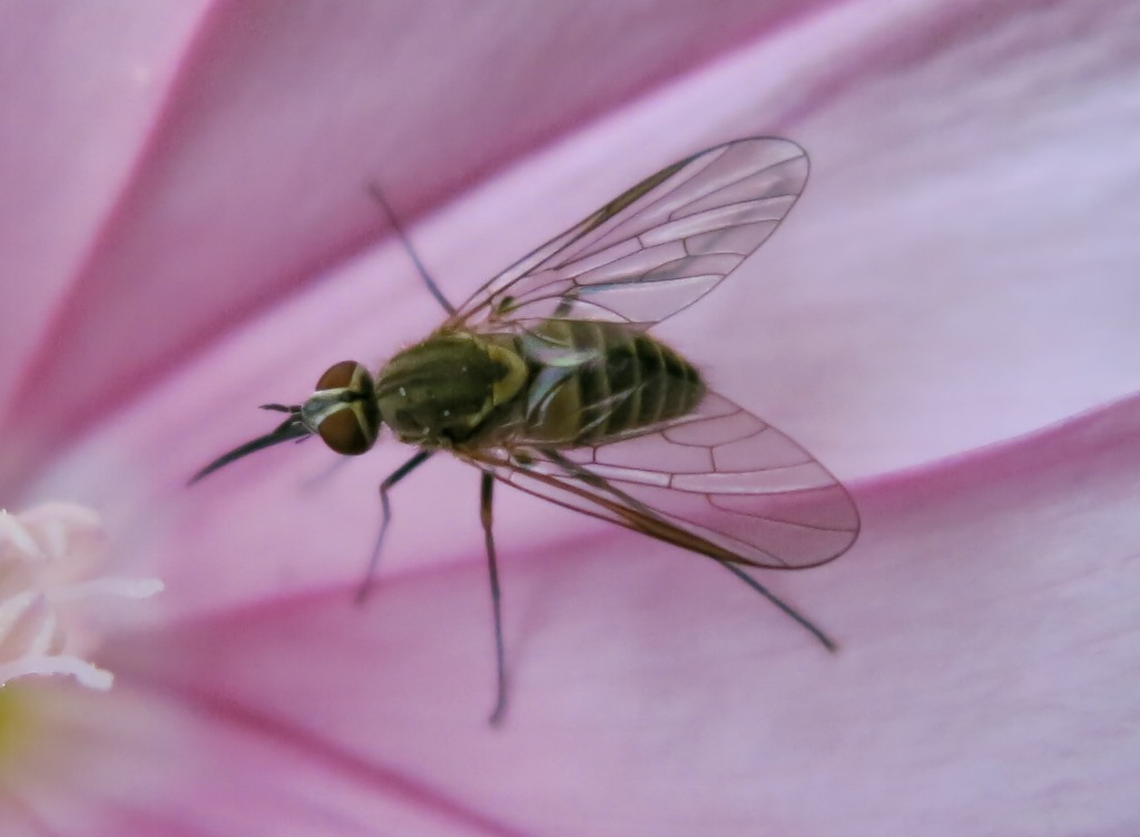 Phthiria sp. (Bombyliidae)