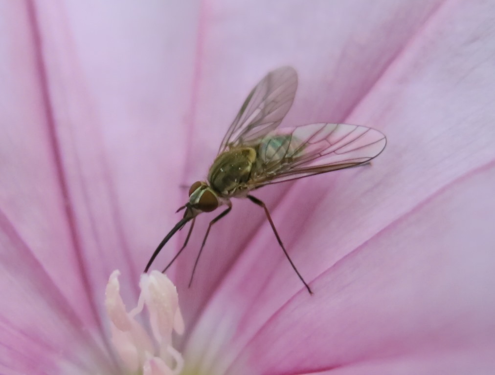 Phthiria sp. (Bombyliidae)