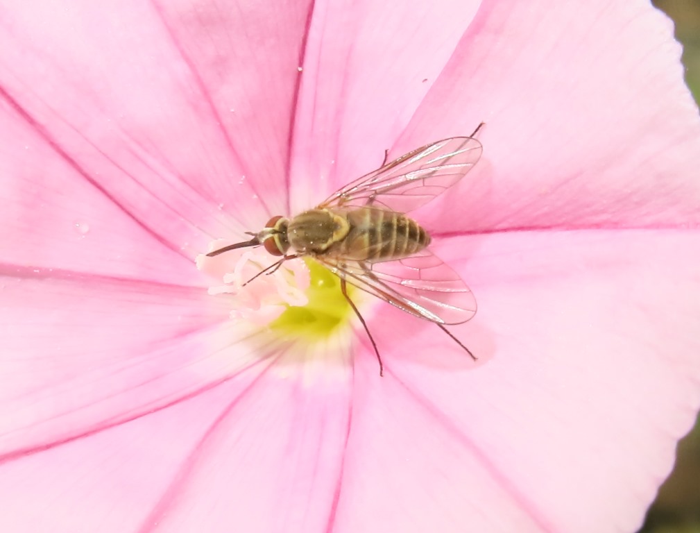 Phthiria sp. (Bombyliidae)