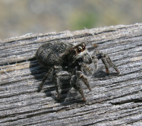 Philaeus chrysops - Acquapendente (VT)