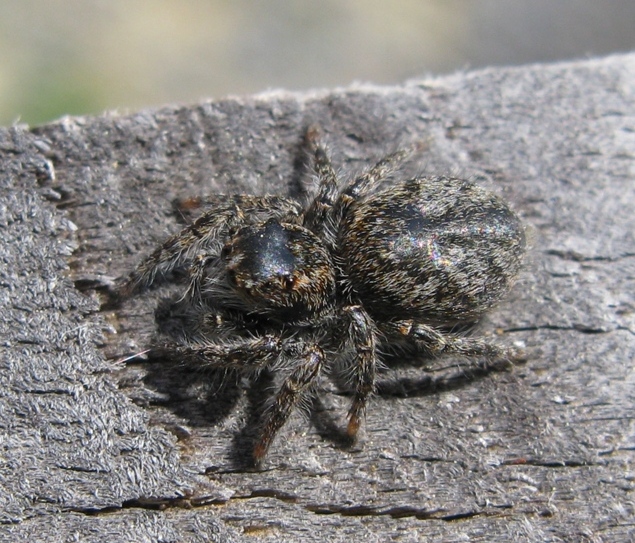 Philaeus chrysops - Acquapendente (VT)