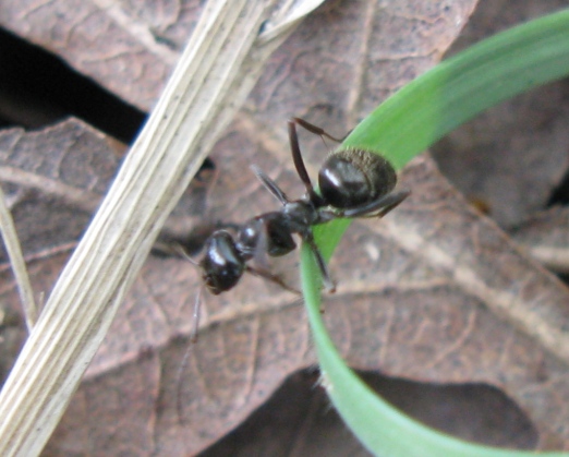 Formicidae da determinare 4?