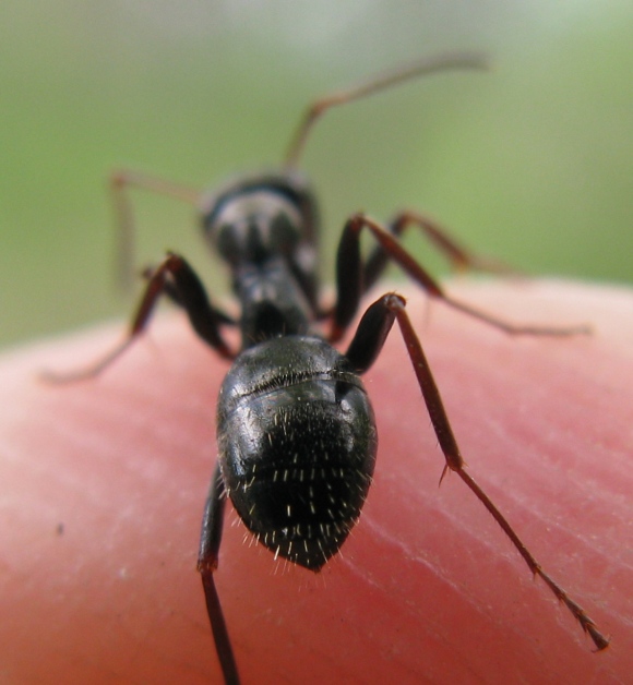 Formicidae da determinare 4?