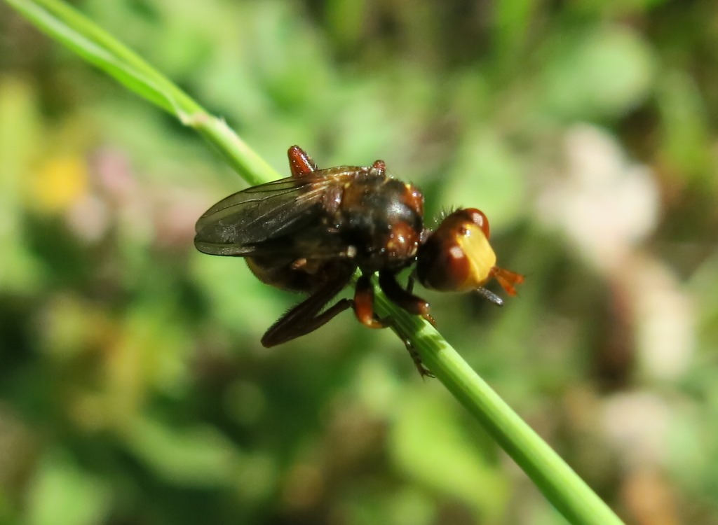 Conopidae: cfr.  Sicus ferrugineus