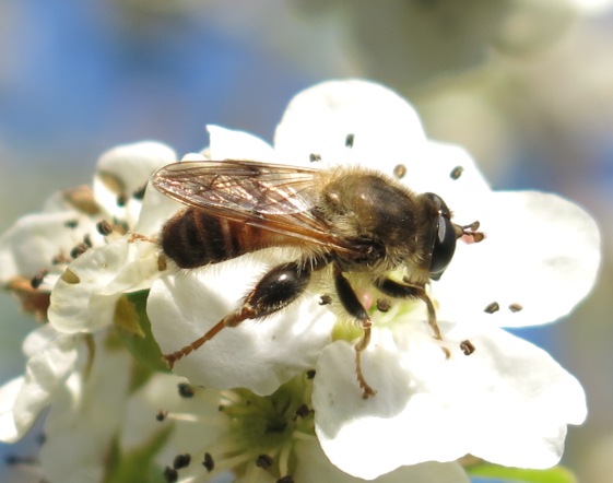 Syrphidae da determinare?