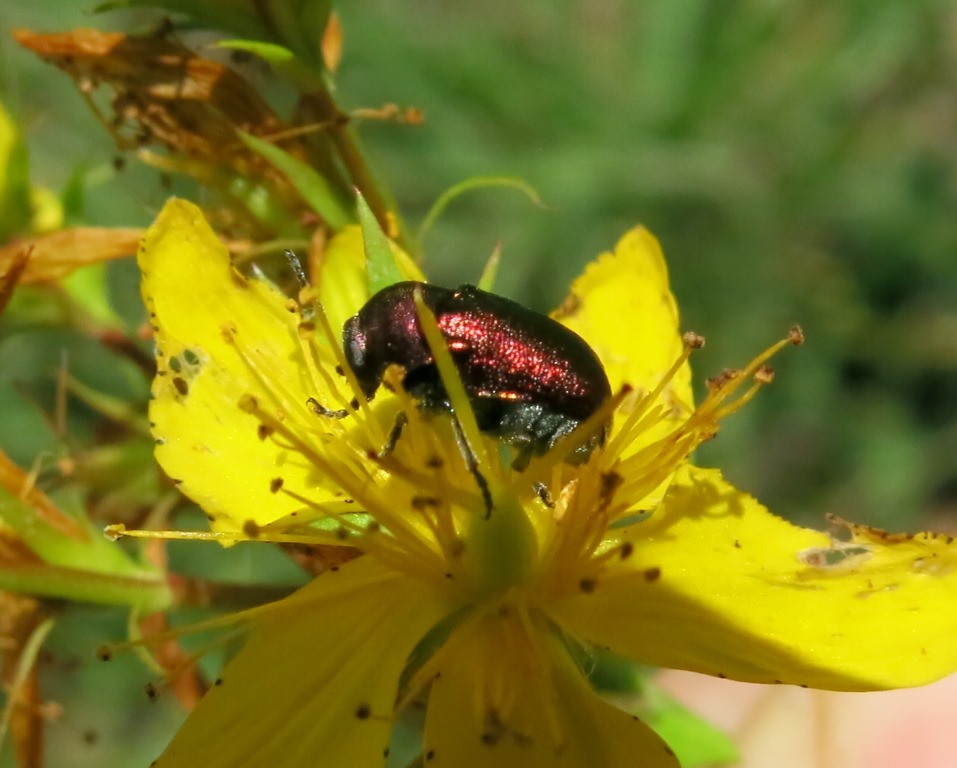 Crisomelide: Cryptocephalus samniticus (cfr.)