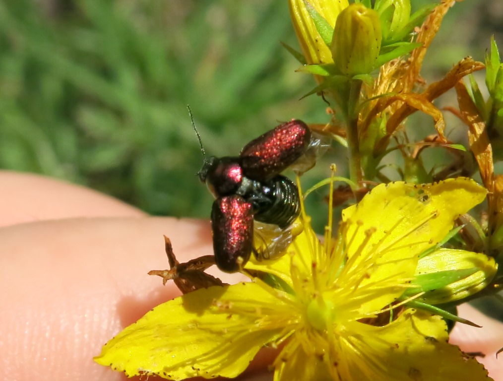 Crisomelide: Cryptocephalus samniticus (cfr.)