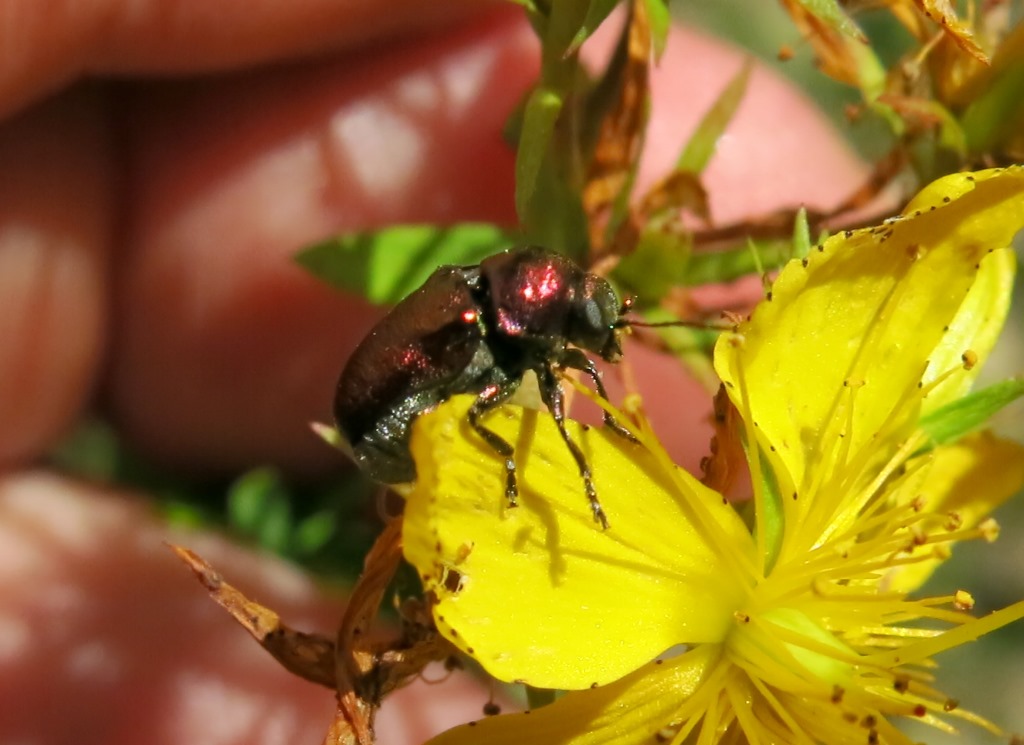 Crisomelide: Cryptocephalus samniticus (cfr.)