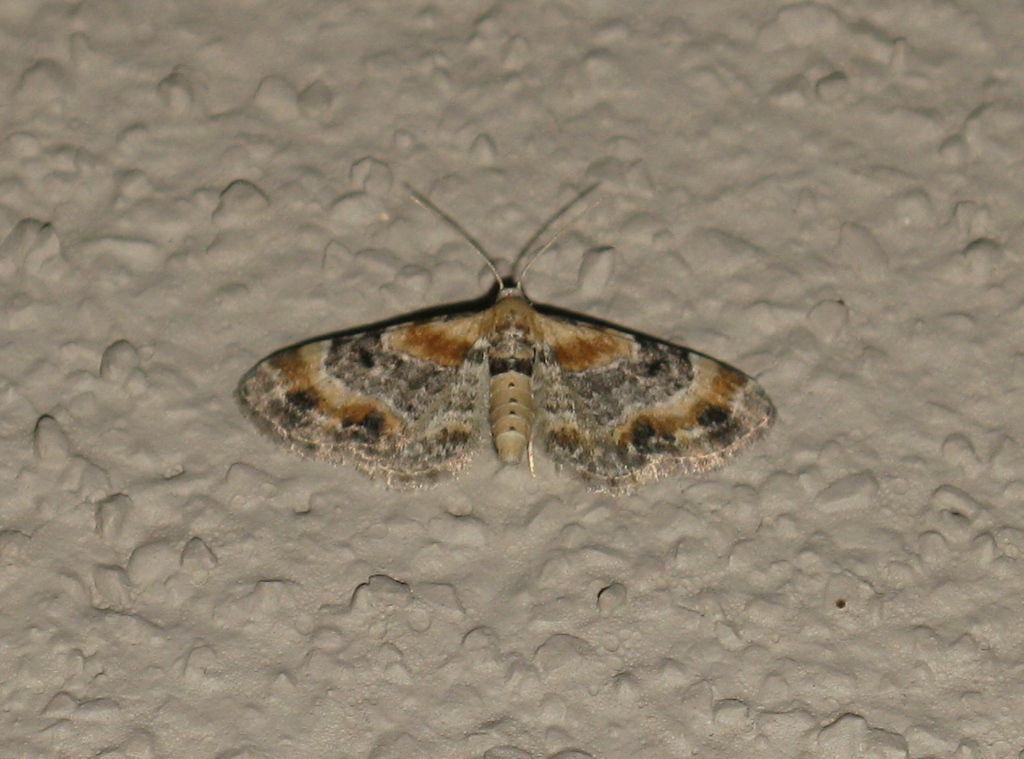 Eupithecia da determinare? Eupithecia linariata