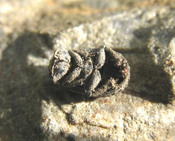 Trogidae da determinare ? Trox sp. (niger / litoralis)