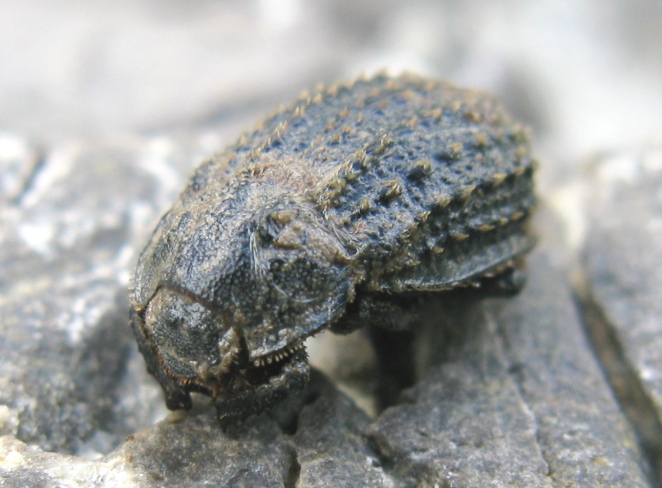 Trogidae da determinare ? Trox sp. (niger / litoralis)