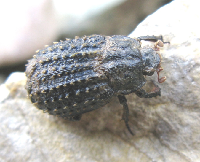 Trogidae da determinare ? Trox sp. (niger / litoralis)