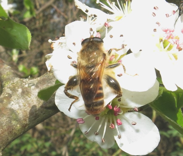 Syrphidae da determinare?