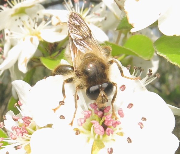 Syrphidae da determinare?