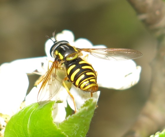 Chrysotoxum da determinare?