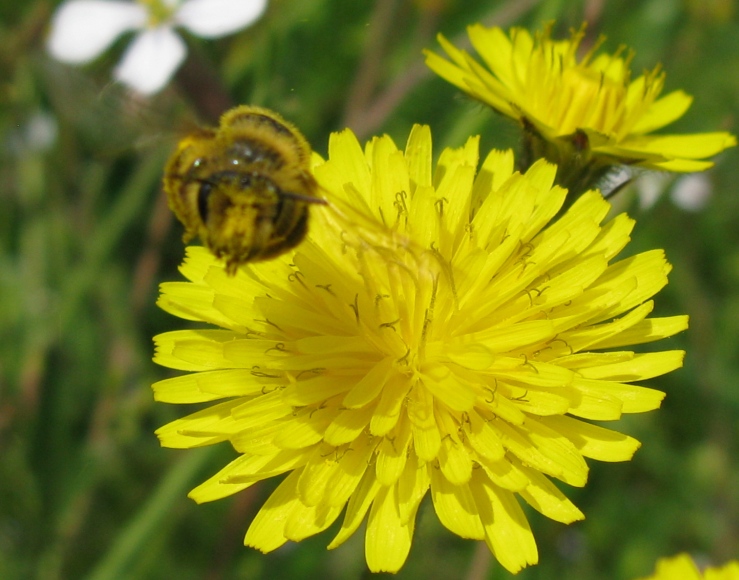 Imenottero super impollinato da identificare: Andrena sp.