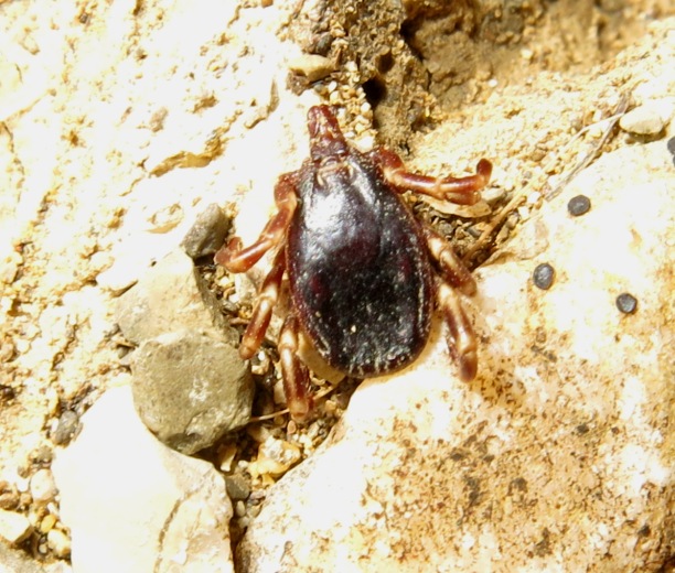 Zecca zebrata :  Hyalomma cfr. marginatum, femmina (Ixodidae)