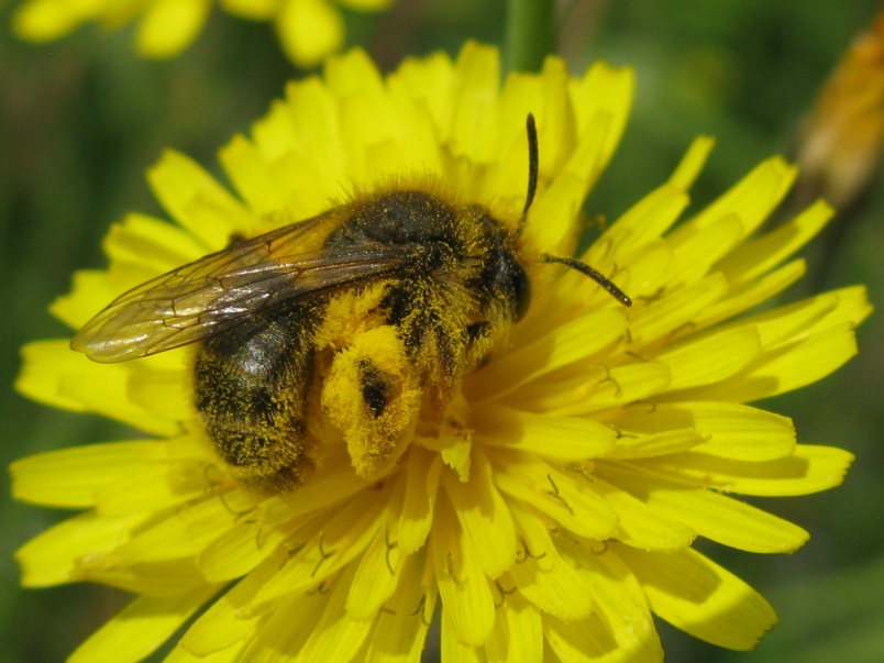 Imenottero super impollinato da identificare: Andrena sp.