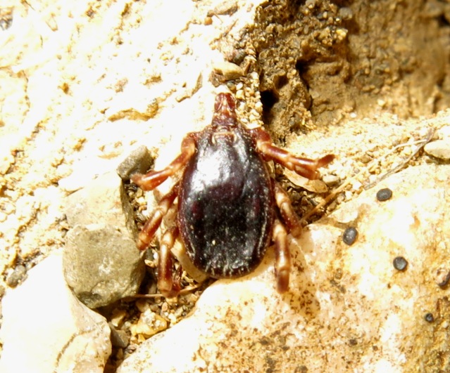 Zecca zebrata :  Hyalomma cfr. marginatum, femmina (Ixodidae)