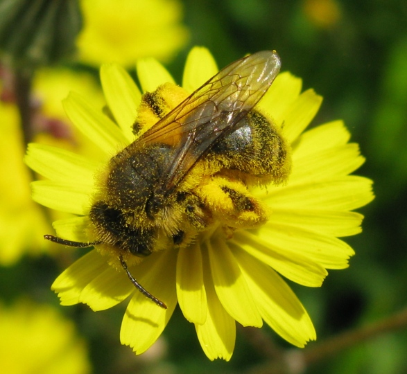 Imenottero super impollinato da identificare: Andrena sp.