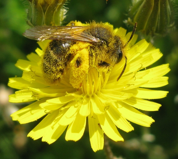 Imenottero super impollinato da identificare: Andrena sp.