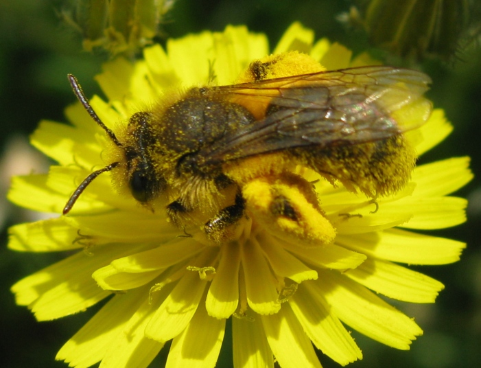 Imenottero super impollinato da identificare: Andrena sp.