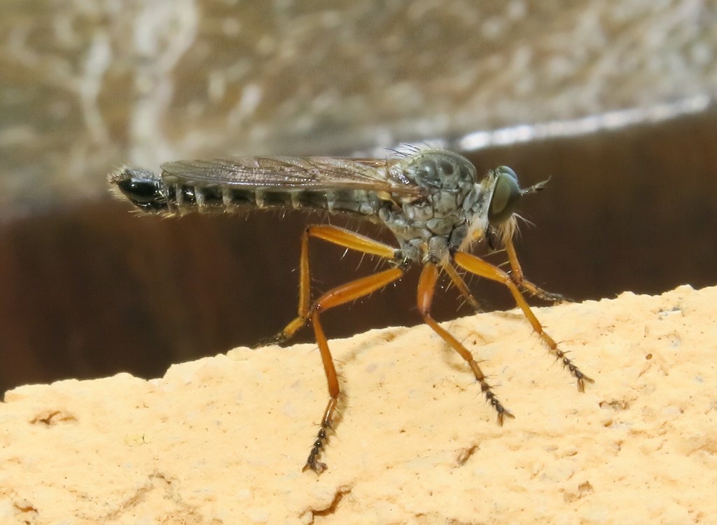 Asilidae - Neomochtherus pallipes maschio? Si