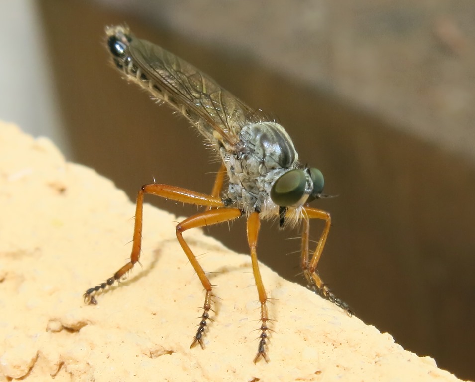 Asilidae - Neomochtherus pallipes maschio? Si