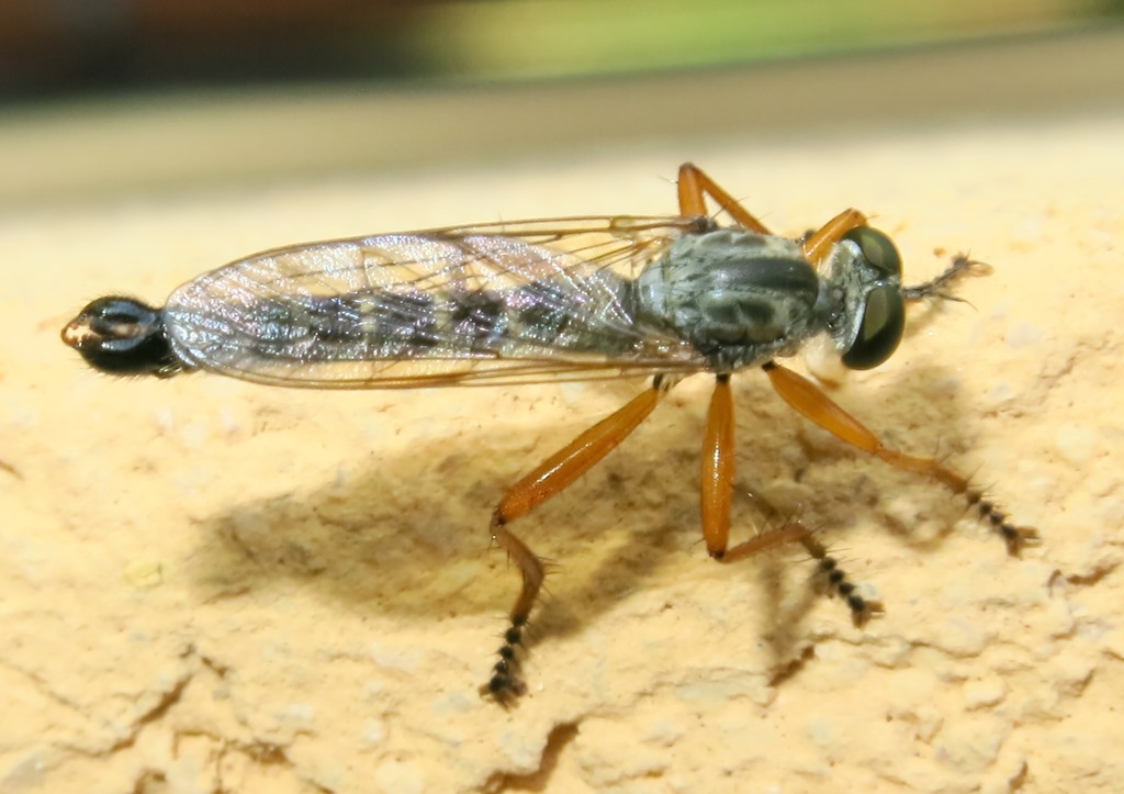 Asilidae - Neomochtherus pallipes maschio? Si