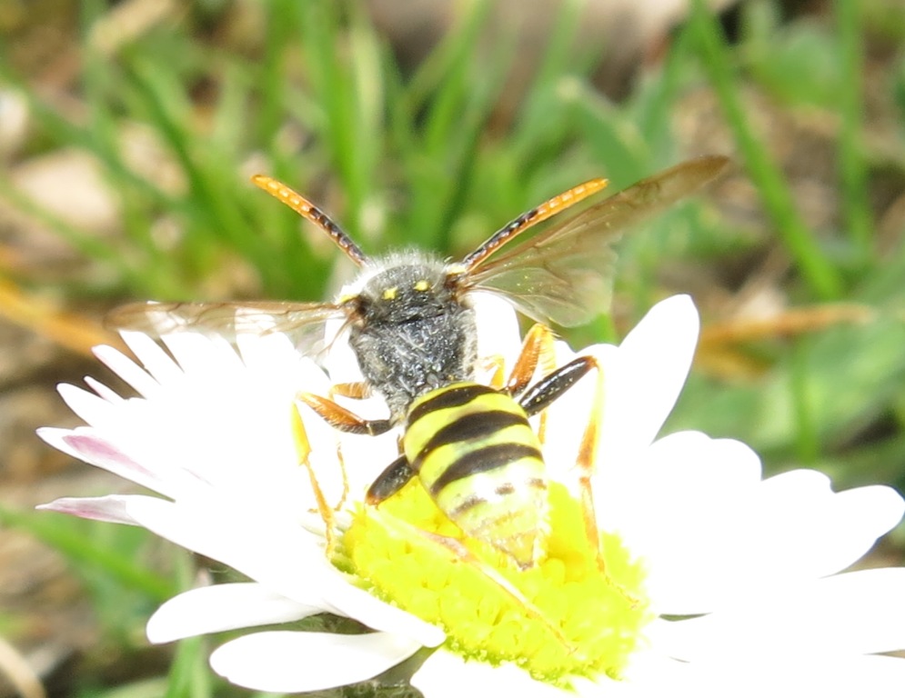 Nomada cfr. goodeniana, Apidae